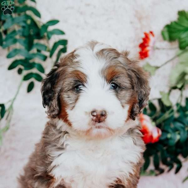 Zoey, Bernedoodle Puppy